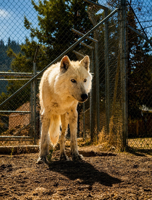 Boss Farms rescue
