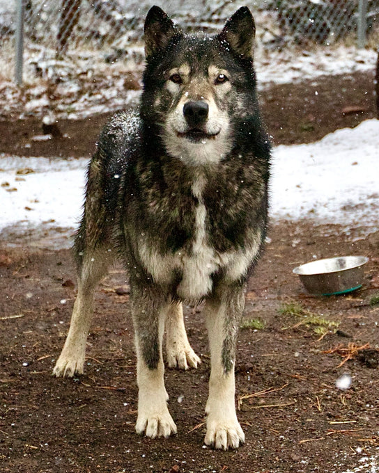 Boss Farms rescue