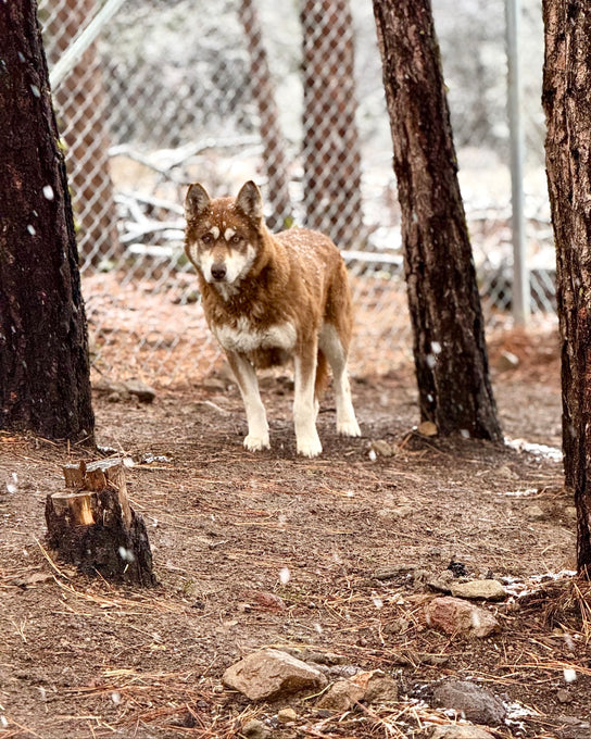 Boss Farms rescue